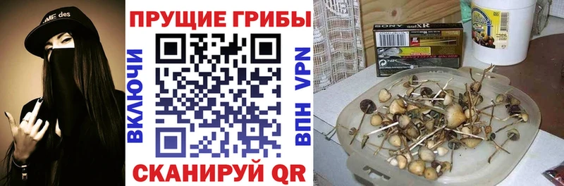 Псилоцибиновые грибы Psilocybine cubensis  Альметьевск 